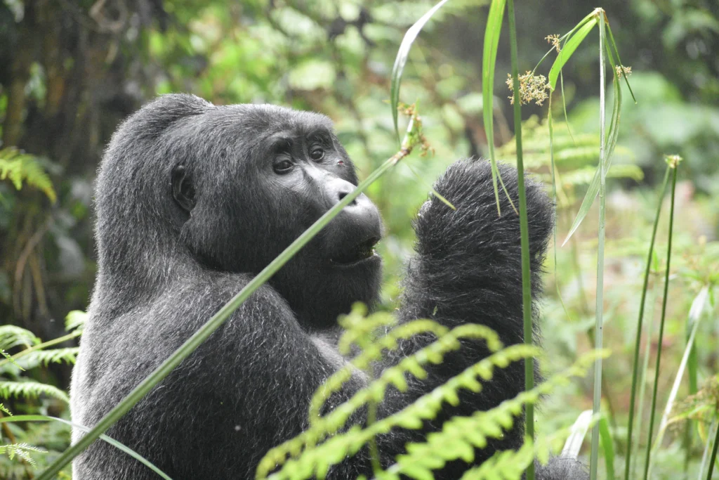 3 days Uganda bwindi gorilla trekking safari