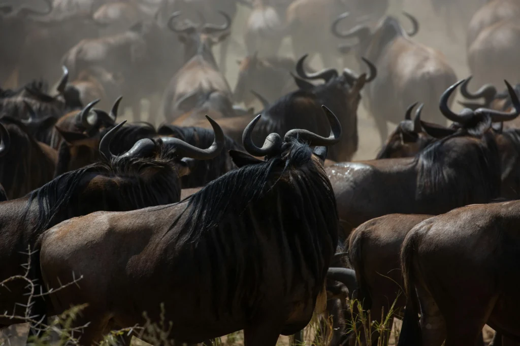 5 days Masai Mara and Amboseli Safari