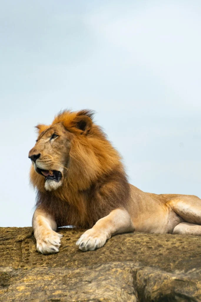 3 days Mara triangle migration safari