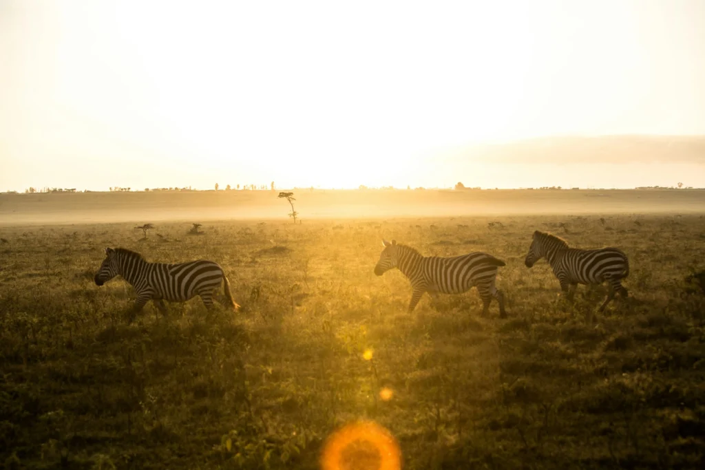 6 day Amboseli lake Nakuru Menengai masai mara budget safari