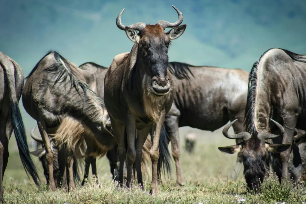 5 Days Mara Triangle & Serengeti Migration Safari
