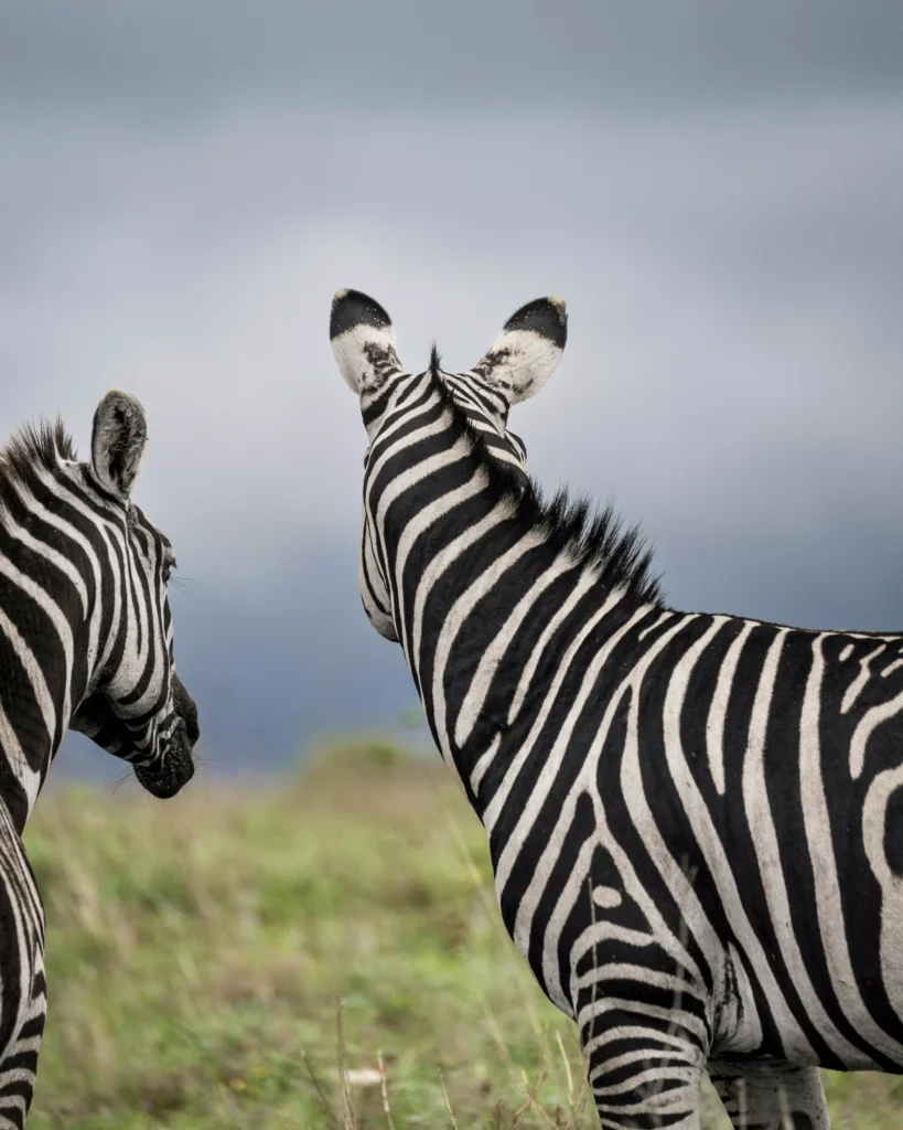 5 Days Lake Manyara, Ngorongoro & Ndutu Calving Safari