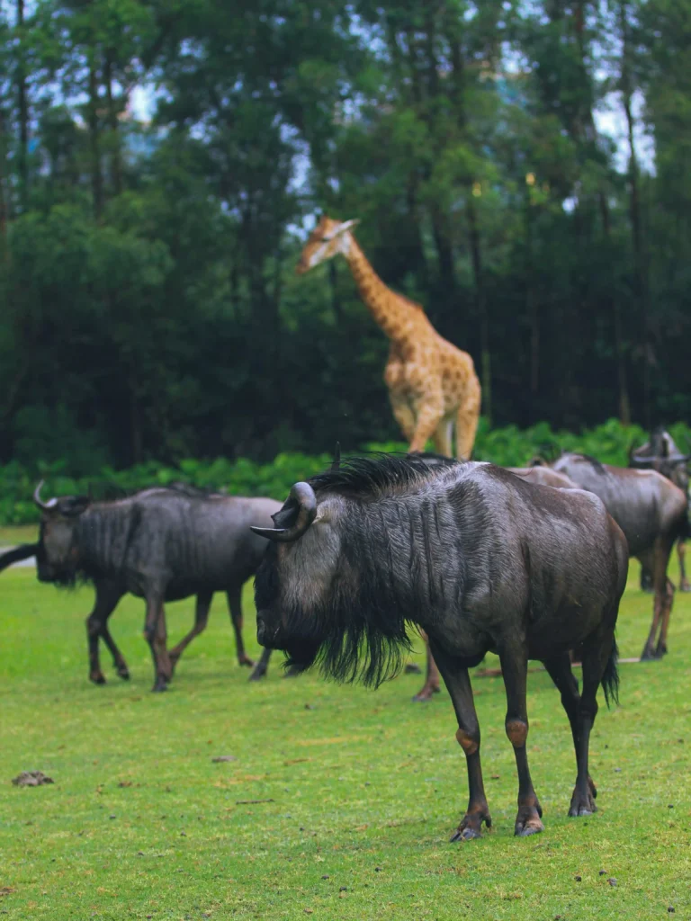 5 Days Maswa Mbono & Southern Serengeti Ultra Luxury Migration Safari