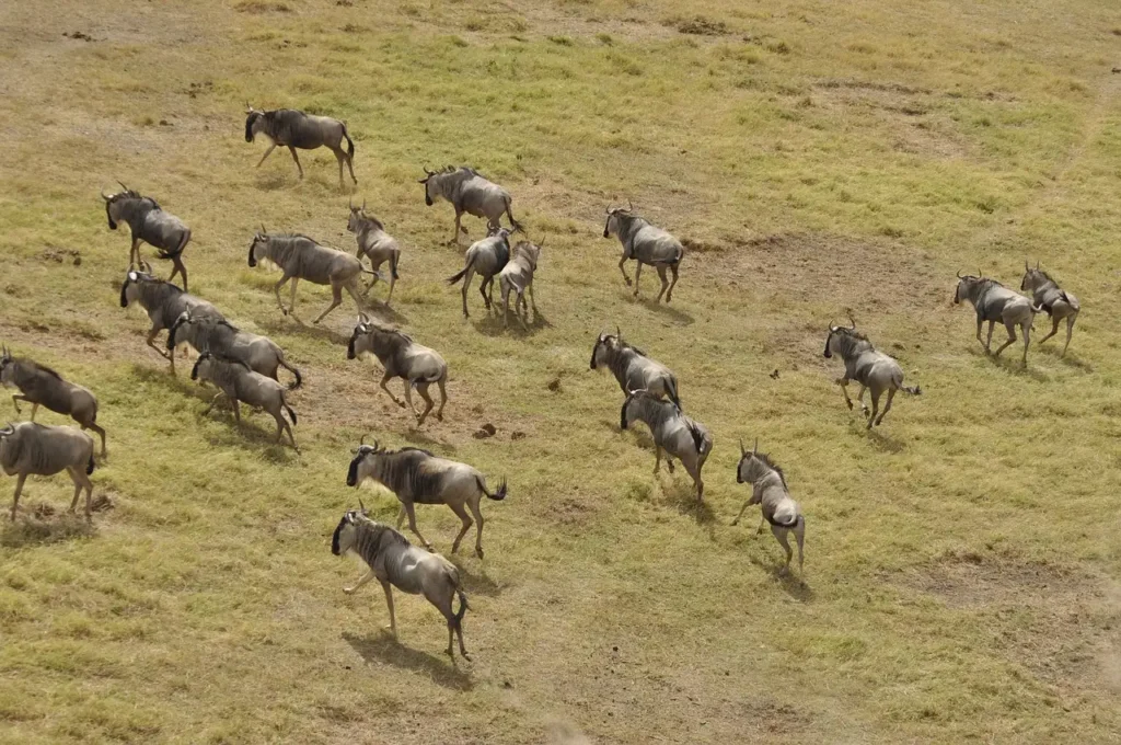 4 Days Musiara, Mara Triangle & Lamek | Masai Mara Migration Safari